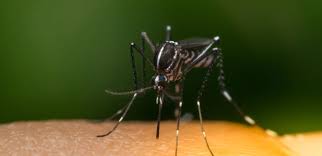 Pernambuco tem aumento de casos confirmados de chikungunya